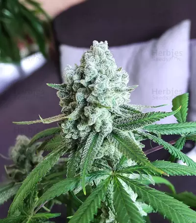 Semi Femminizzati Blackwater (Original Sensible Seeds)