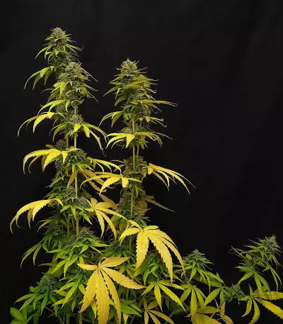 CBG-Force Seeds