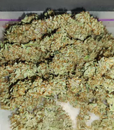 Critical Mass Auto (Herbies Seeds)