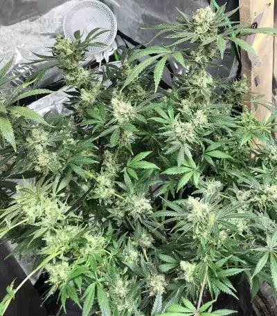 Dieselicious (Freedom of Seeds)