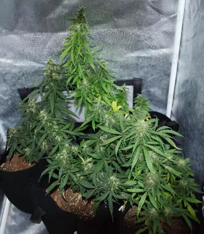 Gelato Cookie Doh-ope Auto Seeds