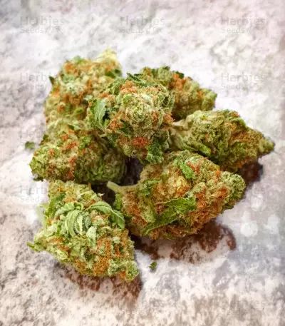 Sementes Feminizadas de Ghost Train Haze (Seedkeepers)