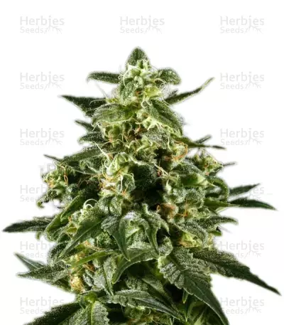 Himalaya Gold (GHS) Cannabis-Samen