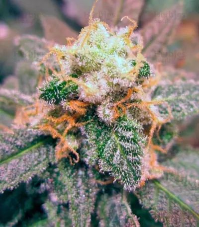Jack 47 Seeds