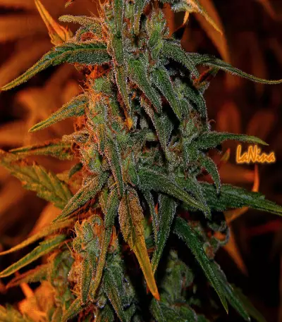 La Niña regular (Mr. Nice Seedbank)