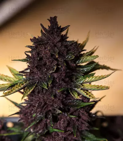Purple Bud Seeds