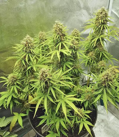 Skywalker Haze feminized seeds (Dutch Passion)