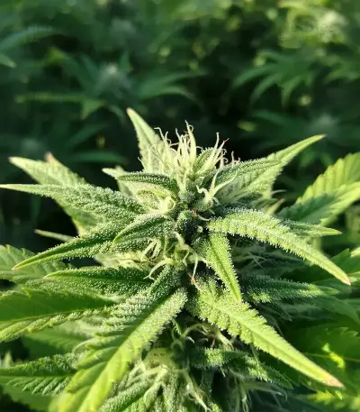 Afghan Skunk (Expert Seeds)