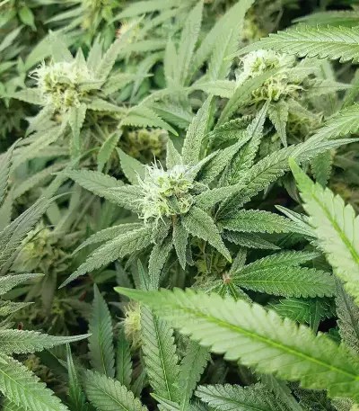 Banana Diesel Seeds