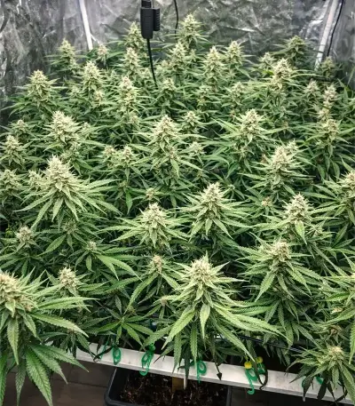 Banana Krumble เมล็ดพันธุ์สตรี (Green House Seeds)