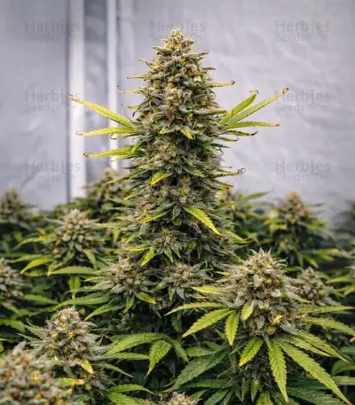 Black Toffee Auto Seeds