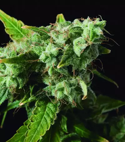 Blue Dream Seeds (Blimburn Seeds)