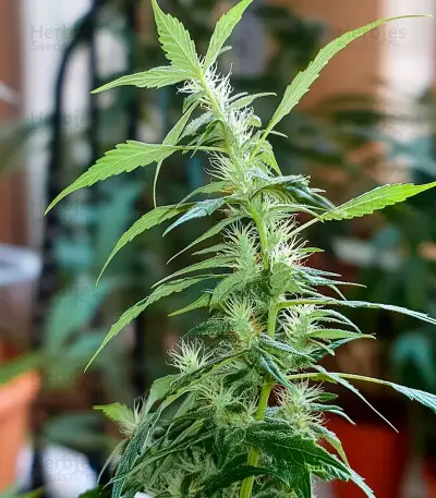 Copacabana Auto (Flash Seeds)