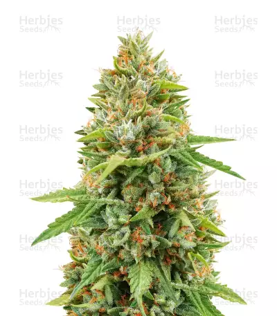 Do-si-Dos Feminized Seeds (Herbies Seeds USA)