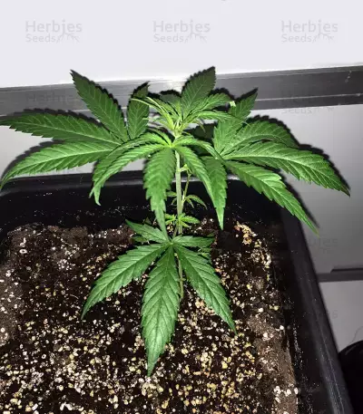 Semi femminizzati Exodus Cheese x Durban Panama