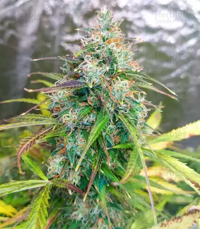 GG#4 Original Glue Auto Seeds