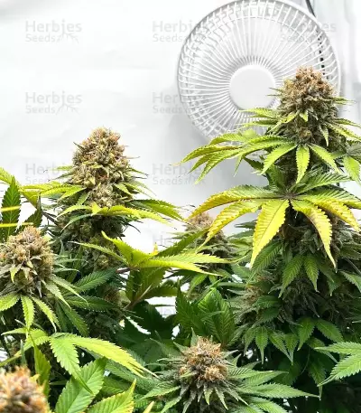 Ghost Train Power Seeds (Original Sensible Seeds)