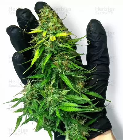 Humboldt Sour Diesel Autoflower Seeds (Humboldt Seed Company)