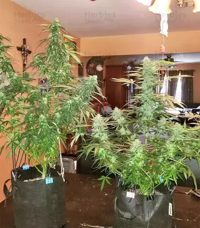 Larry OG Kush Seeds