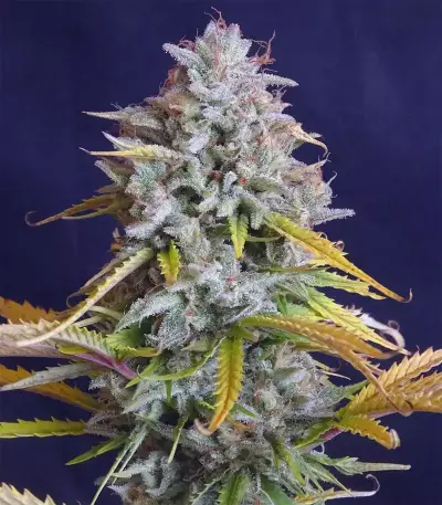 Semillas feminizadas Lemon Pie Auto (Fast Buds)