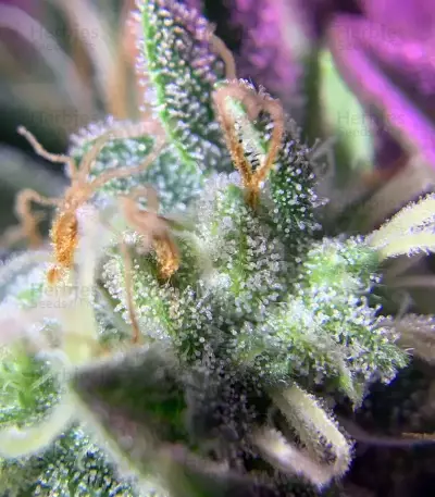 Graines de cannabis Monkey GG#4 Original Glue (Growers Choice)