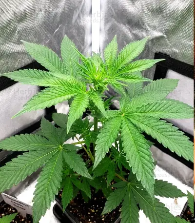 Nikki & Swami’s Maracuya Seeds