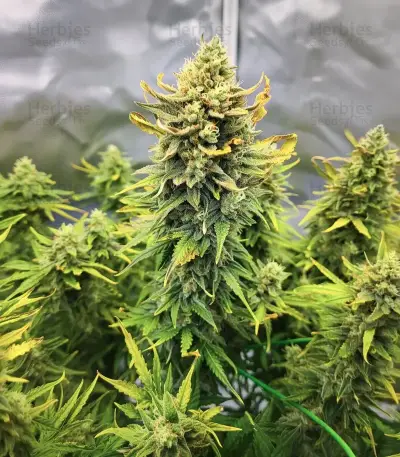 Original Moby Dick Auto Seeds
