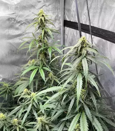 Pineapple Runtz Auto (Ethos Genetics)