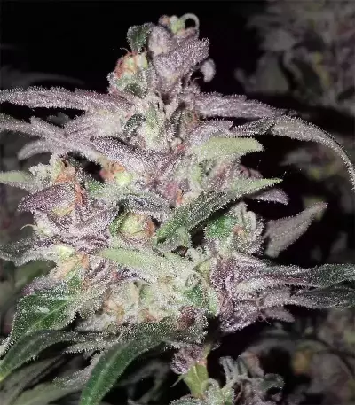Purps #1 Seeds