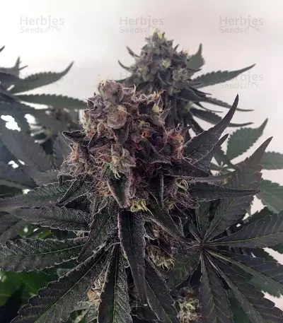 Runtz Muffin Seeds (Barney’s Farm)