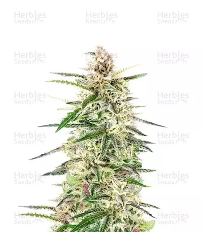 Skywalker Autoflower Feminized Seeds (Seedkeepers)