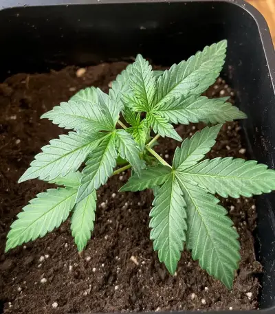 Solomatic Auto CBD Seeds