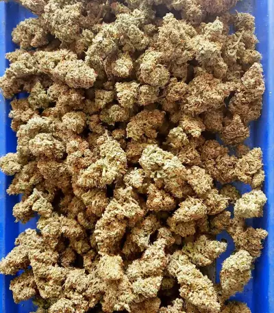 Strawberry Banana Auto Seeds