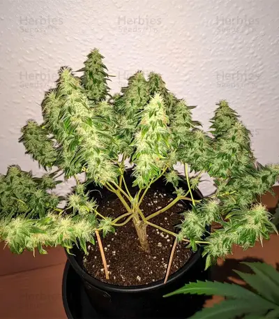 White Russian Seeds