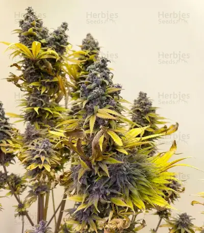White Widow (RQS)