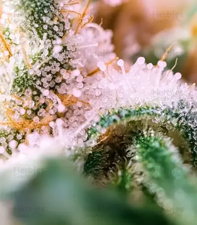 Widow 2004 regular seeds