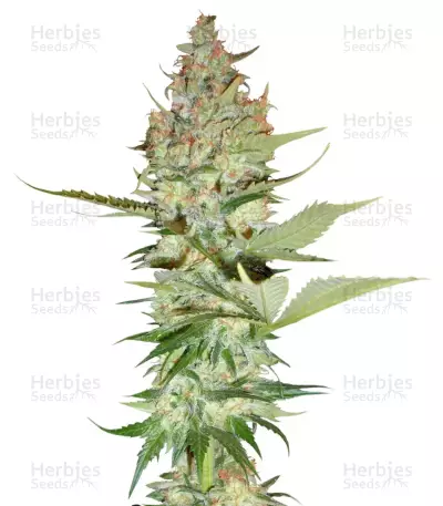 Wonder Woman regular (Nirvana Seeds)