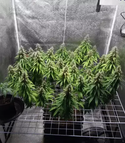 XXL Fem Mix (Seedstockers)