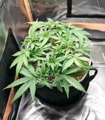 Zoap Seeds
