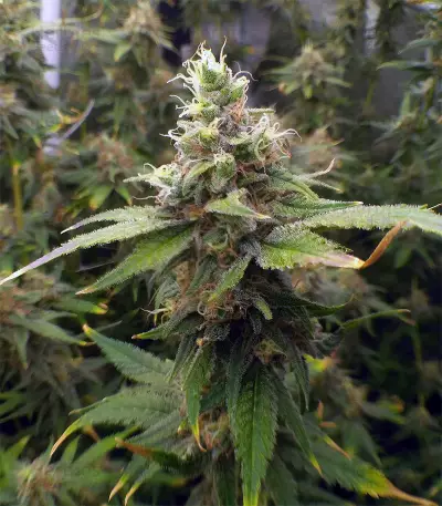 Graines de cannabis THC Bomb Regular (Bomb Seeds)