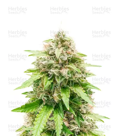 Trainwreck Feminized Seeds (Herbies Seeds USA)