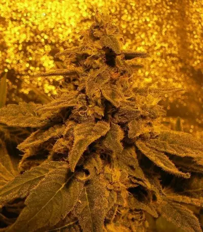 White Widow (GHS)