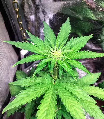 Super Skunk Autoflower (Herbies Seeds)