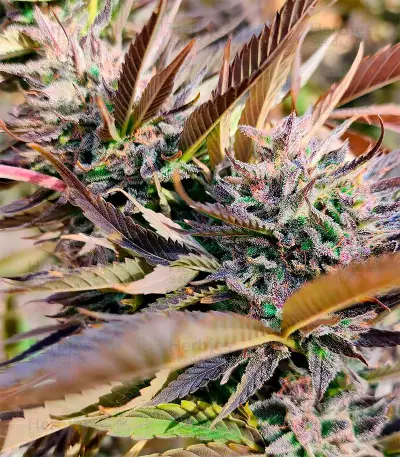 Wedding Cake (Herbies Seeds)