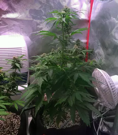 Auto Monster Mass Seeds
