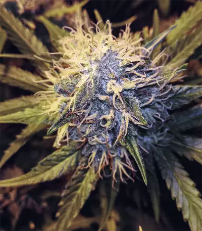Big Bomb regular (Bomb Seeds)