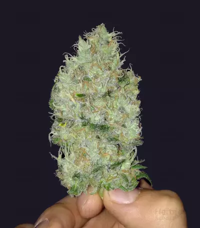 Cheese feminized seeds (Big Buddha Seeds)