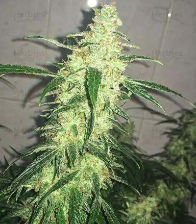 Blackberry Gum Autoflower feminisierte Samen