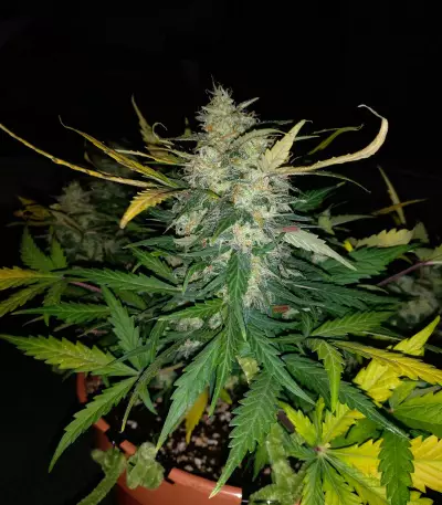 Blue Amnesia Auto cannabis strain