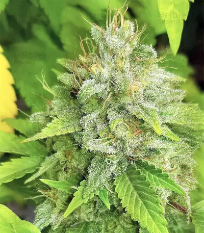 Graines de cannabis Buzz Light Gear (Dr. Krippling Seeds)